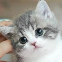 GB8YGRcaGR8fHxkfGRgaHR8fHQ==-avatar