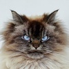 GB0XHhsfHRgfFh4aHxgWGB8ZHg==-avatar